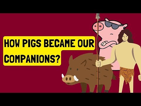 History of Pig Domestication