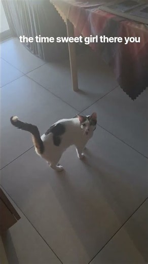 Cats: 2; one is smal, thel second 7kg#cat #israel #2cats #viral #catsworld