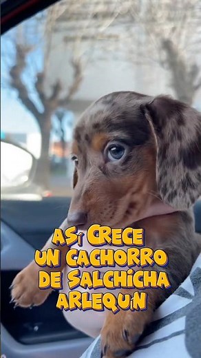 ¡Así es cómo crece un cachorro de Salchicha Arlequín!