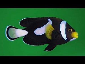 Colorful Fish – Free Green Screen VFX Loop Animation