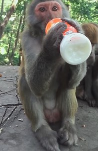 Daily life of monkeys. Little monkeys happily play with each other(6) | Monkey Dody