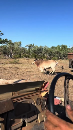#bullcatching #kimberlys #workharddreambig #livingthegoodlife #chasingbulls #bullbusting