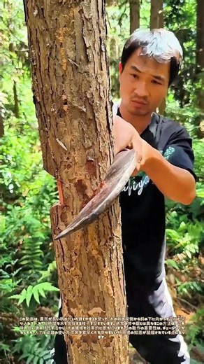 鎌で両側から斜めに切る：木を早く倒す手作業の知恵