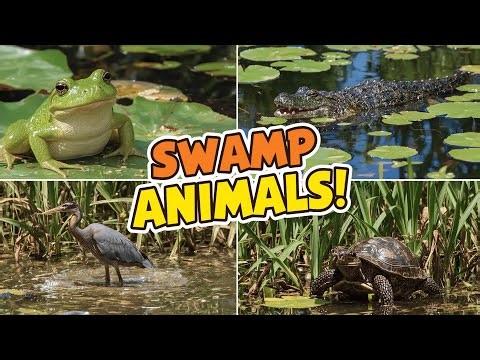 🐸🌿 Swamp Squad! | Meet the Cool Animals That Live in Swamps! 🐊🦢