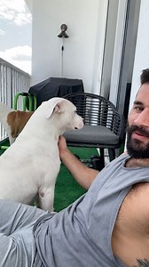 118K views · 127 shares | #doglover #dog #dogsofinstagram #pitbull | Bremen_fitness | Facebook