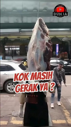 Kenapa Daging Sapi di Pasar Masih Bergerak?