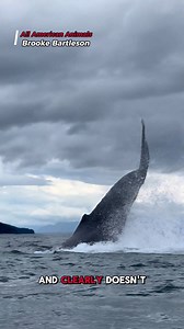 A massive humpback whale left a kayaker ‘terrified’ after breaching yards from her. #whale #alaska #humpback #fblifestyle #wildlife | All American Animals