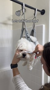 110K views · 18K reactions | Quick & easy grooming routine every dog owner needs to know  #puppy #maltipoo #bestdog #dogmom #cutedogs | Mr.milobug | Facebook