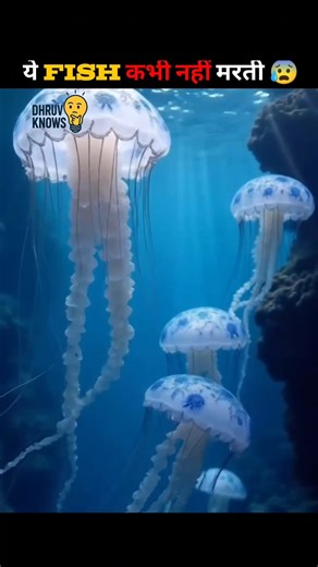 ये मछली कभी मरती ही नहीं है😰 | Amazing Facts About Immortal Jellyfish | Dhruv Knows