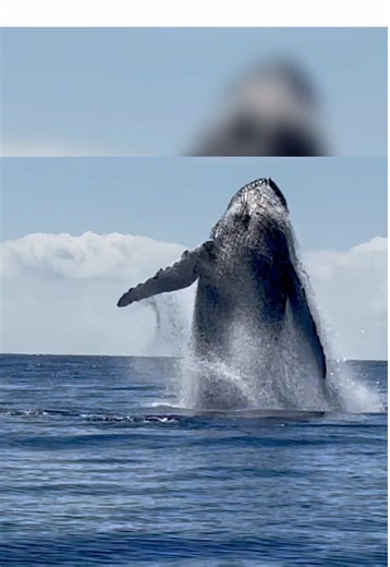 Whale season is in full force here, an we’re loving every second of it! Mahalo to Steve for sharing this video from his Whale Watch tour! Have you spotted a humpback whale breach yet this season? #whaleseason #whalewatching #mauiwhales