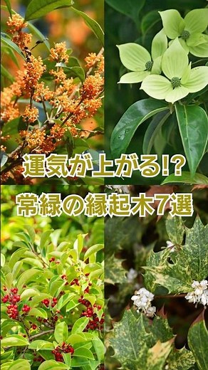 運気アップ!?縁起がいい常緑樹7選 #庭木 #シンボルツリー #縁起物