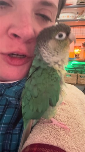 Discover the Charm of Blue Boy the Green Cheek Conure