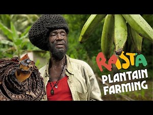 Plantain "Sucker" Slow Farming in Jamaica! Rasta Style ORGANIC 🇯🇲