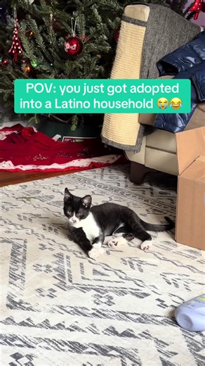 Funny Cat Moments: Welcome to the Familia!