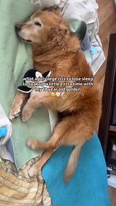 74K views · 6.5K reactions | Senior dog parents will understand… some...