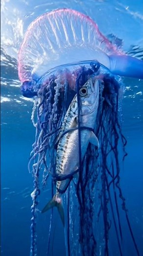This "Animal" Is Actually a Living Warship 😳🌊⚓