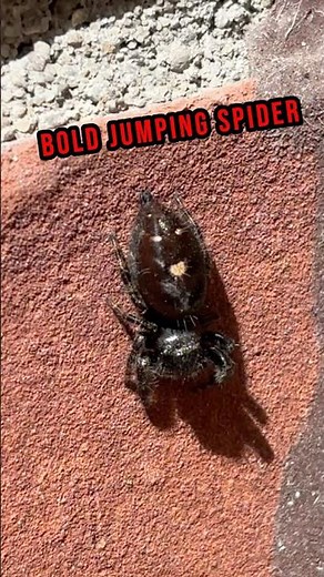 Bold Jumping Spider Creature Report! #nature #wildlife #spider #jumpingspiders #herping #insects