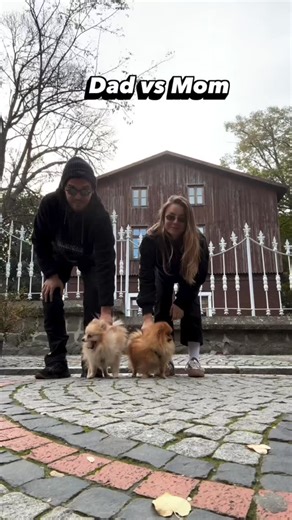 #köpek #dog #yavruköpek #kopek #istanbul sahiplendirme goldenretriever labrador labradorretriever bordercollie maltipo schnauzer poodle toy toypoodle maltes maltese malta maltipoo cavapoo cockapoo bichon | Köpek Çiftliginiz