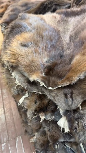 We have one of the finest and largest selections of Beaver fur pelts for immediate delivery. These pelts are top quality with thick, silky fur. Wrap yourself in the lap of nature’s luxury with our premium beaver fur pelts. 100% real beaver fur Available in a range of sizes to suit your needs Durable and long-lasting material Unparalleled warmth and comfort Starting at $135 #beavers #pelt #furstore #indigenousculture #nativeamericanculture #billworbfurs | Bill Worb Furs Inc