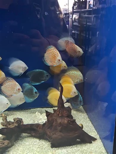 bro got put in time out 💔 . . . . . . . #fyppppppppppppppppppppppp #fypシ゚viral #fishies #iloveanimals #fishtok