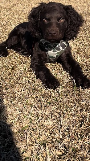 Benelli&Timber on TikTok