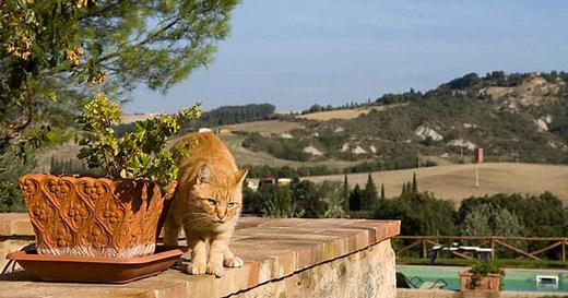 Italian Cat Names - 55  Beautiful Names for Your Cat