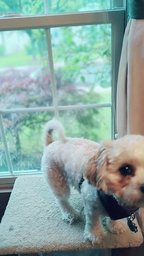 Louie The Shichon on TikTok