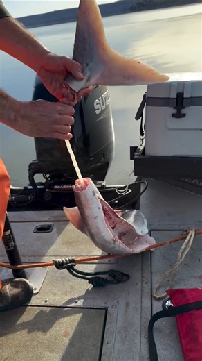 Why is the spinal cord of a fish removed? #shorts