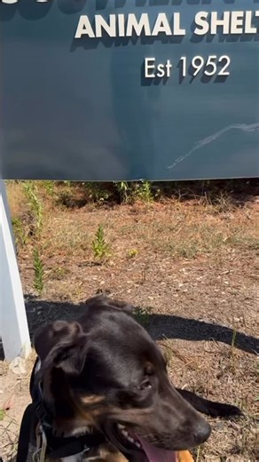 Baxter had the best time exploring The Burg! We loved every minute with this sweet boy, and now it’s your turn to join the fun. Treat a pup to Dog’s Day Out or better yet, come meet Baxter at the shelter and make him part of your family! ❤️ | Southern Pines Animal Shelter