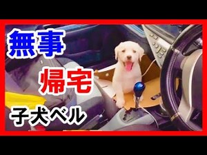 無事帰宅、子犬の赤ちゃん かわいい 寝かた💤ラブラドールレトリバー「ベル」大型犬
