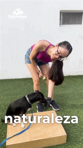 23 reactions · 5 comments | ¡Descubre la magia de Dog Amigos Con...