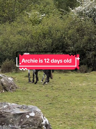Archie the Connemara Foal: Independent at 12 Days