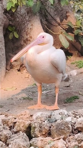 Great White Pelican Sounds | Authentic Bird Calls & Nature Audio