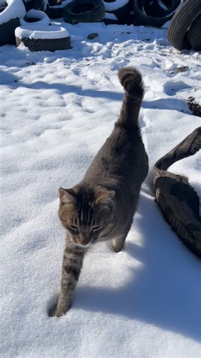 Buster_and_Brothers on Instagram: "Buster’s big jungle gym! At the end I had to pick him up and carry him back to the office. 😺🐾🐾 #cat #catlover #catlovers"