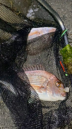 5.6K views · 25 reactions | "Double the hooks, double the fun! Snapper season is on." 殺殺 #hilightseveryonefollowers2025 #fishing #happiness #australia #fishingislife All rights reserved. Any copyright claim belongs to the rightful owner. This is for entertainment purposes only. | May Capinpin | Facebook