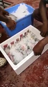 LIVRAISON DES TILAPIA BIO FRAIS DE PISCICULTURE A KINSHASA (COMMANDE MINIMUM : 5 KILOS, FRAIS DE LIVRAISON: 3.000 CDF) POISSONS DE PISCICULTURE : TILAPIA OREOCHROMIS NILOTICUS 26. TILAPIA N°1 (250-300g)_$5,00 / Kilo 27. TILAPIA N°2 (355-400g)_$7,00 / Kilo 28. TILAPIA N°3 (450-500g)_$8,00 / Kilo 29. TILAPIA N°4 (550-700g)_$9,00 / Kilo 30. TILAPIA N°5 (750-1000g et )_$10,00 / Kilo 31. TILAPIA ***ROUGE*** (350-400g) _ _$10,00/Kilo Commande minimum 5 Kilo. Frais de livraison : 3.000 FC Comment comma