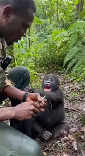 Silverback Appears During Baby Gorilla Snare Rescue