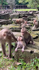 These monkeys are beautiful family 😍 | Wild - Monkeys