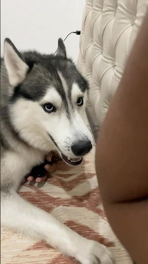 Husky is Cartoon Dog 😂 @snowspirithusky #husky #doglovers #huskydog #shorts #dog