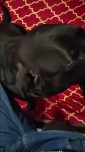 "Coco Sad After Injection… So Emotional 😢🐾” #shorts #dogs #dogvaccination #ytshorts