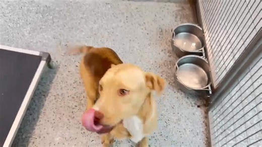 💲𝐏𝐋𝐄𝐃𝐆𝐄 𝐇𝐎𝐍𝐎𝐑𝐈𝐍𝐆 𝐓𝐈𝐌𝐄💲 ❤️11/15/25 SAFE! IGOR is SAFE and out of the shelter with German Shepherd Dog Rescue and Holistic Care Education Center ! Please be so kind to enter "for IGOR” in the notes when honoring pledges to: Venmo: @Elena-ParkerM Zelle: ellmar98@yahoo.com PayPal: https://www.paypal.com/paypalme/GSDRescueHCEC? US Mail: German Shepherd Dog Rescue and Holistic Care Education Center 6104 Old Fredericksburg Rd #92662. Austin, TX 78749. ❤️❤️❤️❤️❤️❤️ 11/12 IGOR left wi