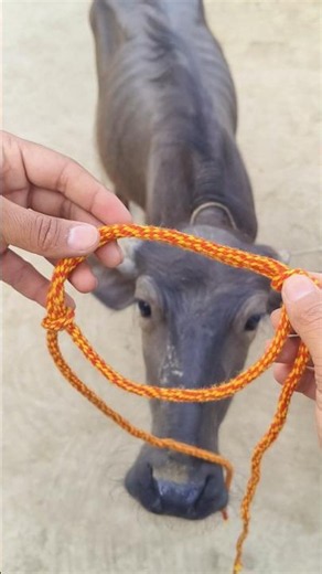 Everybody should know this easy trick to tie halter for buffalo #hacks #knot #knotting #shorts