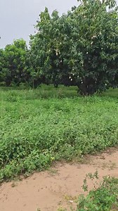 14K views · 368 reactions | Mangos Keitt para finales de septiembre ó principios de octubre | Mangos Ramos | Facebook