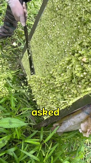 Hurricane Melissa update - 12 noon,Jamaica. Footages as the huricanemakes landfall with historic 185mphwinds#hurricanemelissa #melissa#jamaica #news