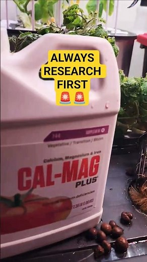 The SECRET NUTRIENT making DWC Tomatoes EXPLODE🤯 #Shorts