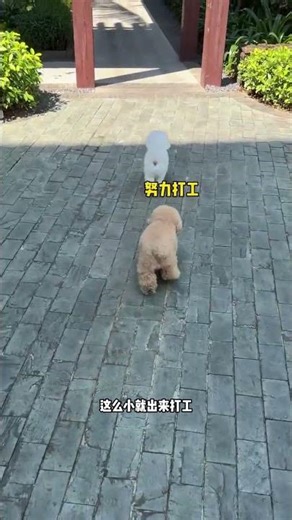 I booked a puppy B&B online but I didn’t expect that there is a sleeping companion service. Dail