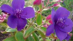 Tibouchina Urvilleana | Glory Bush | Princess Flower | 100 Seeds - Etsy