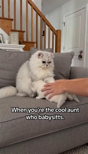 Adulthood is some unexpected duties and responsibilities 😪 😄