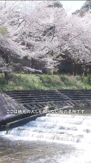 東京の桜巡り(07)💮知られざる桜の名所🌿あきる野市🌸平井川沿いの遊歩道