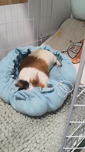 301K views · 9.9K reactions | How can it be this cute?  | Guinea Pig Lovers | Facebook